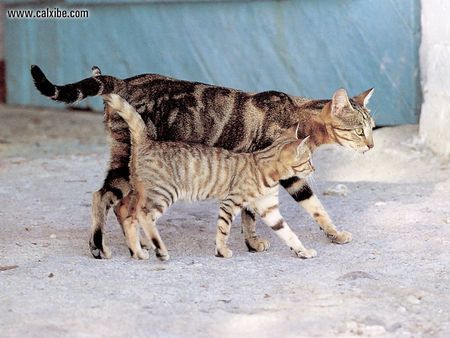 walking cats - backyard, brown tiger, kitten, walking, nice, cat