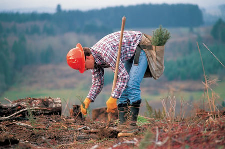 Johnny Appleseed - dig, dirt, plant, ground