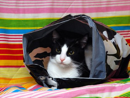 Sweet calico cat in bag - animal, kitten, bag, cat, calico