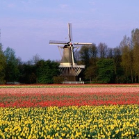 Keukenhof Gardens