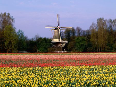 Keukenhof Gardens - keukenhof, picture, beautiful, gardens, lisse, netherlands