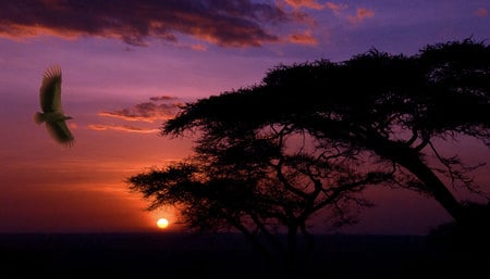 Musing by Sunset - silhouette, sun, bird, flying, clouds, red, blue, orange, tree