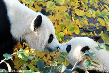 In Love - pandas, love, bears, black and white, cute