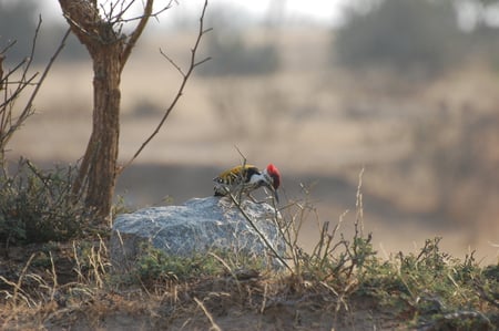 Red Head Woodpecker - stone, red, woodpecker, vegetation, bird