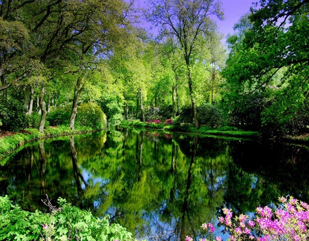 At the pond - water, flowers, pond, trees