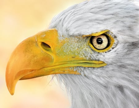 Bald eagle - yellow eyes, eagle, freedom symbol, raptor, white feathers, yellow beak