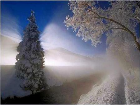 Winter mist - winter, road, frost, branches, sunlight, tree, mists, snow, cold