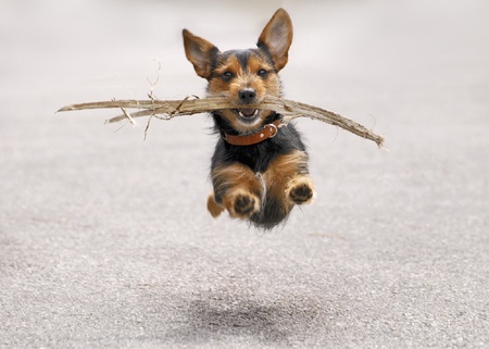 Flying Dog - flying, brown, cute, snow