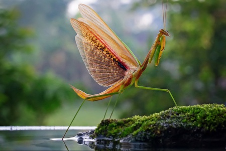 show off - mealy bug, green, lake, dragonfly