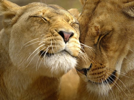 Cute Ladies - friends, lion, lioness, sweet