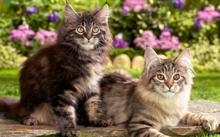 beautiful cats - sitting, brown tiger, beautiful, 2 cats, longhair, flowers, backyard