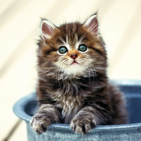 kitty in a pot
