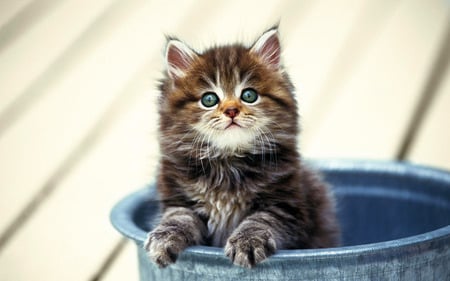 kitty in a pot - sitting, flowers pot, kitty, beautiful, grey tiger