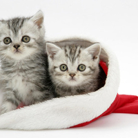 Christmas kitties