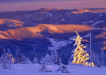 Touched by the sun - trees, sunlight, snow, colored, mountains