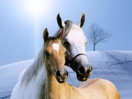 Mother and foul - foul, hills, winter, golden brown, mare, horses, white, snow, tree