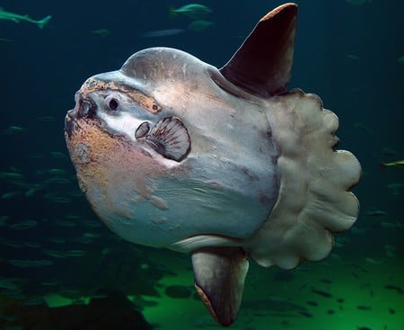 Sunfish - big, swimming, sunfish, green, fins, weird, tail