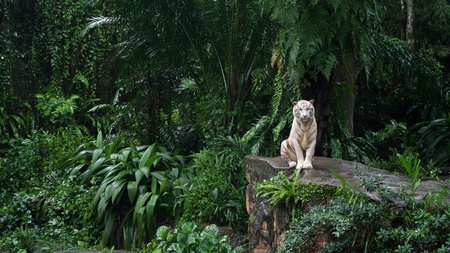 White Tiger - white, rare, survival, forest, cat