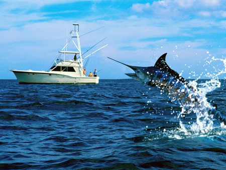 Sword Fish - deep sea, man, fishing, boat