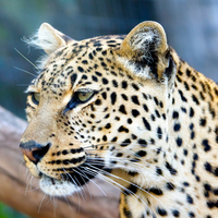 Leopards Stare