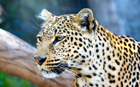 Leopards Stare - cats, leopard, animals, beautiful