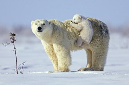 Looking at the stars - animal, winter, snow, polar bear, mother, baby