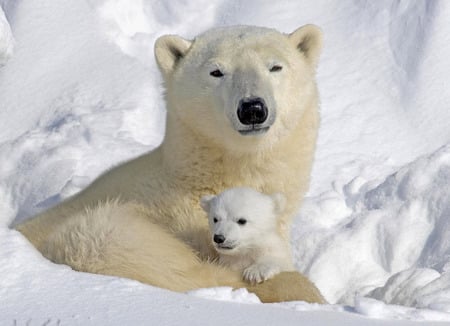 Sweet protection - baby, snow, polar bear, winter, animal, mother