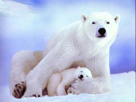 Family love - animal, winter, snow, polar bear, mother, baby, love, family