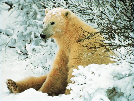 Resting polar bear - animal, winter, polar bear, snow