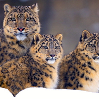 Illusive Snow Leopards