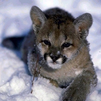 CUTE COUGAR CUB