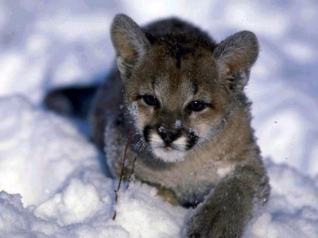 CUTE COUGAR CUB - cub, cute, snow, cougar, wild, kitty