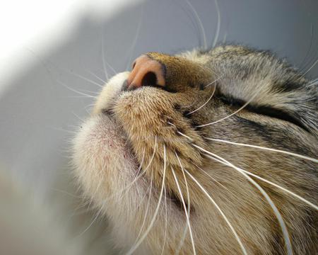 Smelling - animal, kitten, feline, smell, cat