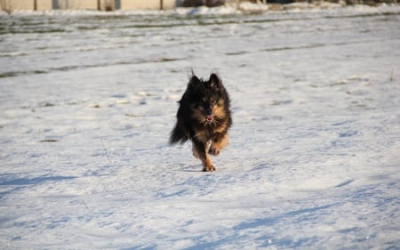 Dog - dogs, field, animals, snow