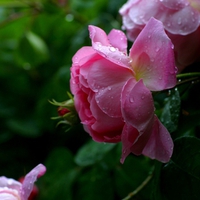 LEOPARD ROSES