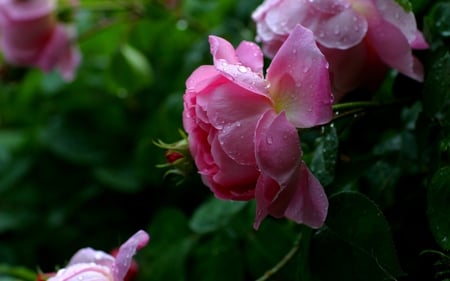 LEOPARD ROSES - roses, leopardmpink, beautiful, green, leaves