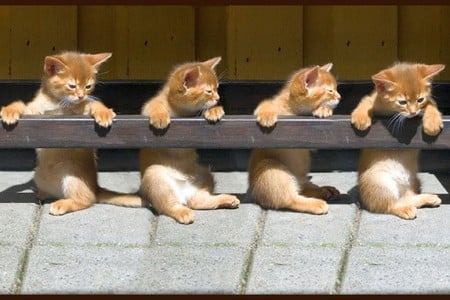 Kittens in Row - picture, in row, cute, kittens