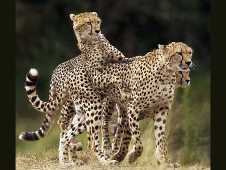 Cheetah Family - cheetah, family, cool, picture