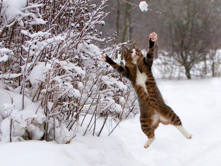 Cat in Snow - in snow, picture, beautiful, cat