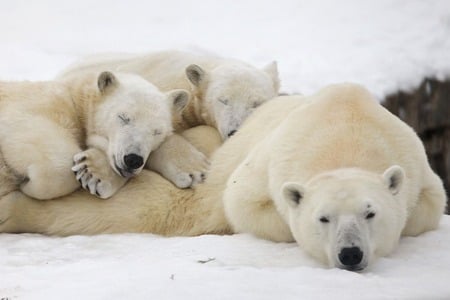 sweet dreams - white, cute, babies, snow, mother, bears, sweet, dreams