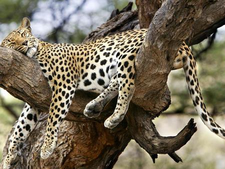 Get some rest - dreams, sleep, tree, jaguar