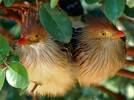 Guira-Cuckoos - cute, picture, guira, cuckoos