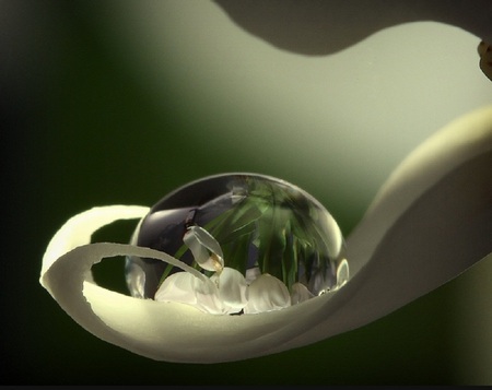 a small word - reversal, white, drop, dew