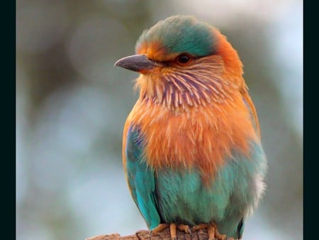 Beautiful Bird