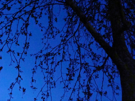 Midsummer Night - night, tree, dark, peace