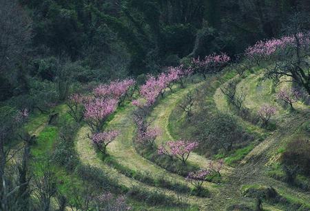 RHAPSODY IN PINK - blossoms, pink, spring, trees, green