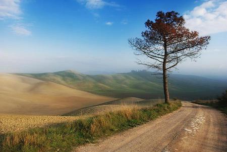 LONELY TREE - clouds, open, road, alone, country, tree, sky