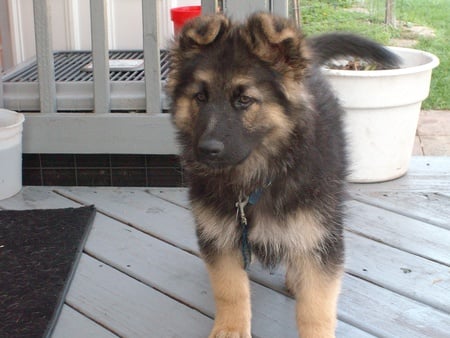 German shepherd puppy - fun, cute, little, and cokoo