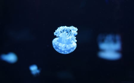 Jellyfish - jellyfish, aquatic, marine, animals