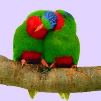 Blue crowned Lorikeet